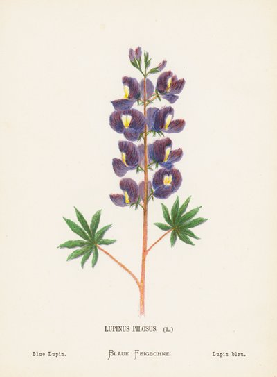 Dzikie kwiaty Ziemi Świętej: Lupinus Pilosus; Łubin niebieski (rycina kolorowana) autorstwa Hannah Zeller