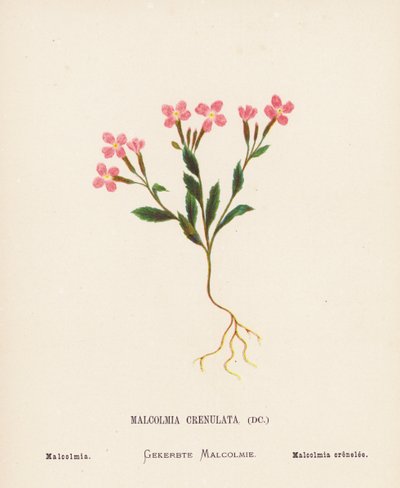 Dzikie kwiaty Ziemi Świętej: Malcolmia Crenulata; Malcolmia (kolorowa rycina) autorstwa Hannah Zeller
