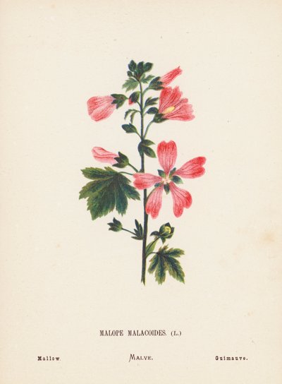 Dzikie kwiaty Ziemi Świętej: Malope Malacoides; Malwa (kolorowa rycina) autorstwa Hannah Zeller