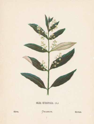 Dzikie kwiaty Ziemi Świętej: Olea Europaea; Oliwka (kolorowy grawerunek) autorstwa Hannah Zeller