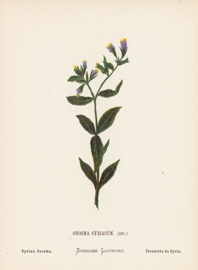 Dzikie kwiaty Ziemi Świętej: Onosma Syriacum; Syryjska Onosma (kolorowy grawerunek) autorstwa Hannah Zeller