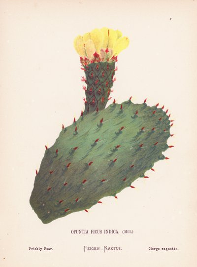 Dzikie kwiaty Ziemi Świętej: Opuntia Ficus Indica, Mill; Opuncja figowa (kolorowy grawerunek) autorstwa Hannah Zeller