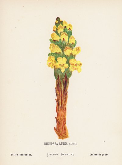 Dzikie kwiaty Ziemi Świętej: Phelipaea Lutea, Desf; Yellow Orobanche (kolorowa rycina) autorstwa Hannah Zeller