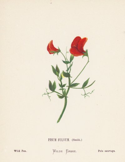 Dzikie kwiaty Ziemi Świętej: Pisum Fulvum, Smith; Dziki groszek (kolorowa rycina) autorstwa Hannah Zeller