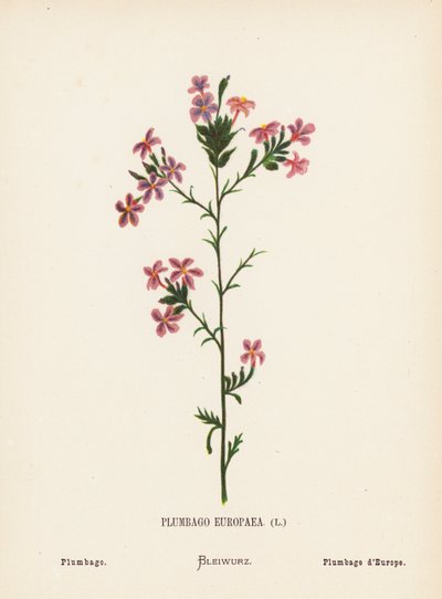 Dzikie kwiaty Ziemi Świętej: Plumbago Europaea; Plumbago (kolorowa rycina) autorstwa Hannah Zeller