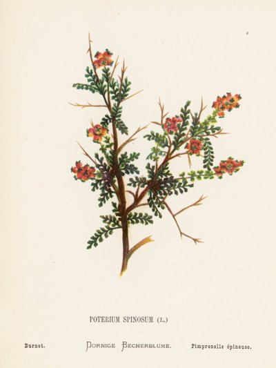 Dzikie kwiaty Ziemi Świętej: Poterium Spinosum; Burnet (kolorowa rycina) autorstwa Hannah Zeller