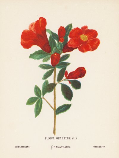 Dzikie kwiaty Ziemi Świętej: Punica Granatum; Granat (kolorowa rycina) autorstwa Hannah Zeller