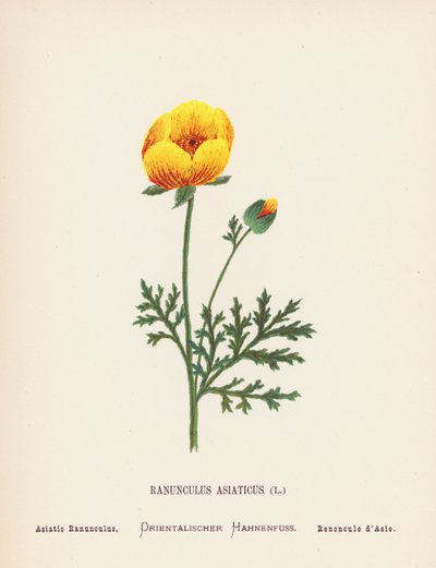Dzikie kwiaty Ziemi Świętej: Ranunculus Asiaticus; Jaskier azjatycki (kolorowa rycina) autorstwa Hannah Zeller