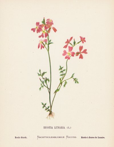 Dzikie kwiaty Ziemi Świętej: Ricotia Lunaria; Rock-Stock (kolorowa rycina) autorstwa Hannah Zeller