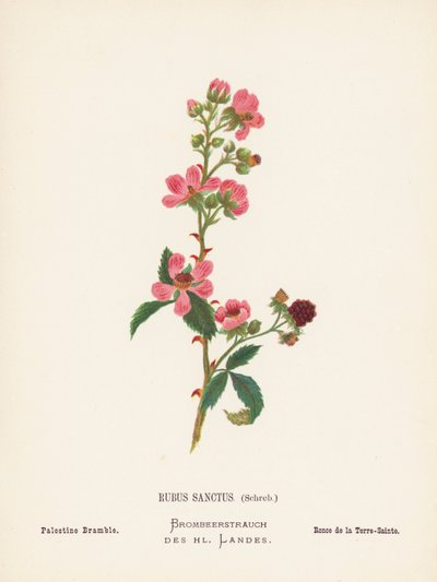 Dzikie kwiaty Ziemi Świętej: Rubus Sanctus, Schreb; Palestine Bramble (kolorowa rycina) autorstwa Hannah Zeller