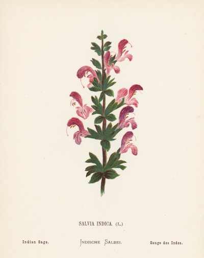 Dzikie kwiaty Ziemi Świętej: Salvia Indica; Szałwia indyjska (kolorowy grawerunek) autorstwa Hannah Zeller