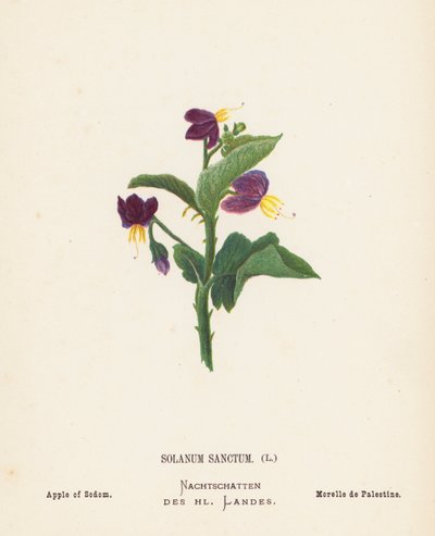 Dzikie kwiaty Ziemi Świętej: Solanum Sanctum; Jabłko Sodomy (kolorowa rycina) autorstwa Hannah Zeller