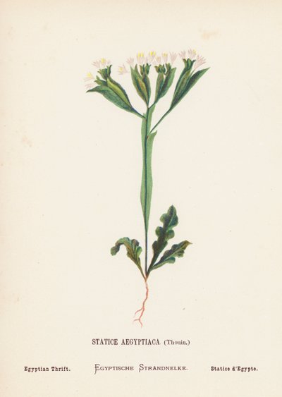 Dzikie kwiaty Ziemi Świętej: Statice Aegyptiaca, Thouin; Egyptian Thrift (kolorowa rycina) autorstwa Hannah Zeller