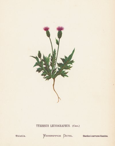 Dzikie kwiaty Ziemi Świętej: Tyrimnus Leucographus, Cass; Oset (kolorowa rycina) autorstwa Hannah Zeller