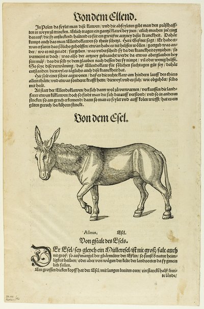Ilustracja z "Thierbuch", płyta 42 z drzeworytów z książek z XVI wieku autorstwa Hans Asper