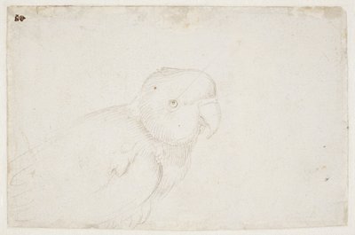 Papużka falista autorstwa Hans Baldung Grien
