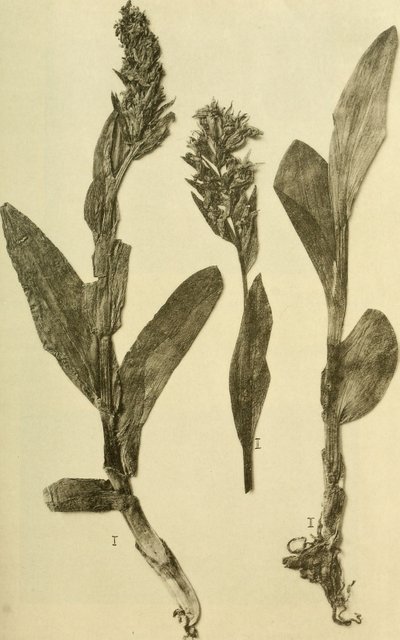 Annals of the K.K. Natural History Court Museum (1914) (18196503932) autorstwa Hans Fleischmann