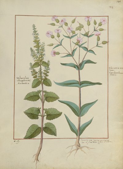 Pani ks. Fv VI #1 fol.148r Ilustracja z Księgi prostych leków autorstwa Mattheausa Plateariusa (d.c.1161) c.1470 autorstwa Hans Sichelbein Sichelbein