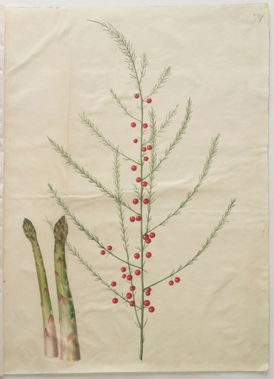 Asparagus officinalis z albumu Gottorfer Codex, ok.1650 (gwasz na pergaminie) autorstwa Hans Simon Holtzbecher