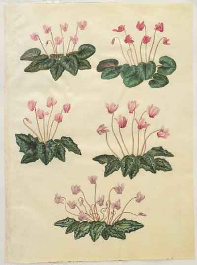 Cyclamen purprascens z albumu Gottorfer Codex, ok.1650 (gwasz na pergaminie) autorstwa Hans Simon Holtzbecher
