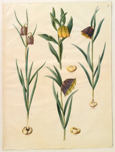 Fritillaria meleagris z albumu Gottorf Codex, ok.1650 (gwasz na pergaminie) autorstwa Hans Simon Holtzbecher