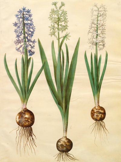 Hyacinthoides orientalis z albumu Gottorfer Codex, ok.1650 (gwasz na pergaminie) autorstwa Hans Simon Holtzbecher