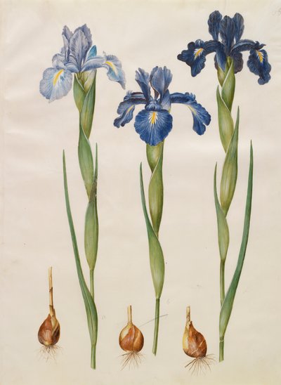 Iris xiphiodes z albumu Gottorfer Codex, ok.1650 (gwasz na pergaminie) autorstwa Hans Simon Holtzbecher