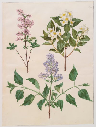 Syringa persica, philadelphus coronarius i syringa vulgaris z albumu Gottorfer Codex, ok.1650 (gwasz na pergaminie) autorstwa Hans Simon Holtzbecher
