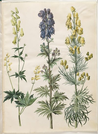 Aconitum lycoctonum (kapelusz nordycki); Aconite napellus (Ægte burzowy kapelusz); Aconite anthora (sztorka płetwowate) autorstwa Hans Simon Holtzbecker