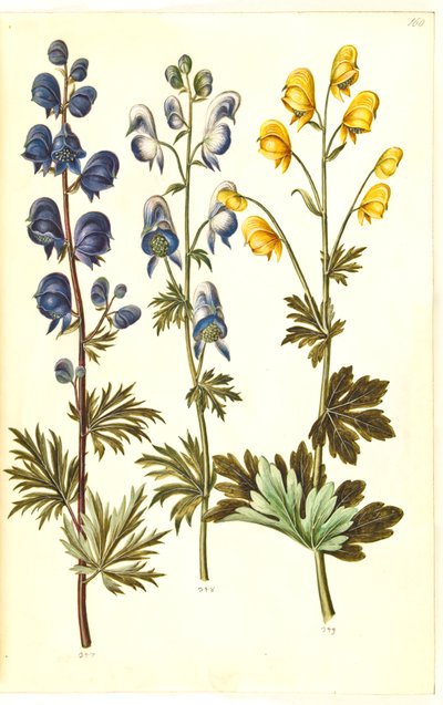 Aconite napellus (?) (Ægte stormhat); Tojad barwiony, evt. Aconitum ×cammarum (?) (broget stormhat, evt. have-stormhat); Aconite anthora (sztorka płetwowate) autorstwa Hans Simon Holtzbecker