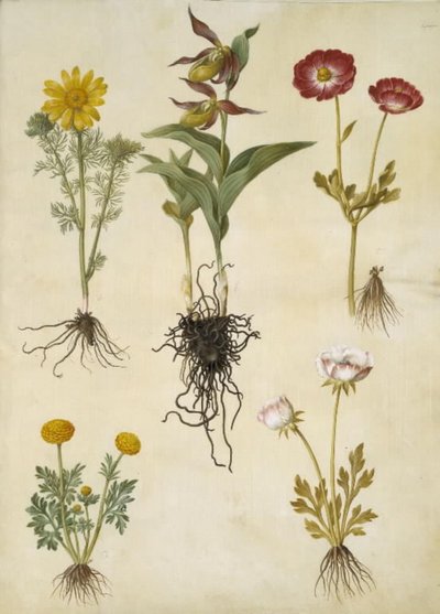 wiosenny Adonis (vår-adonis); Cypripedium calceolus (stor fruesko); Jaskier azjatycki (have-ranunkel); Jaskier (sztuka ranunkel) autorstwa Hans Simon Holtzbecker
