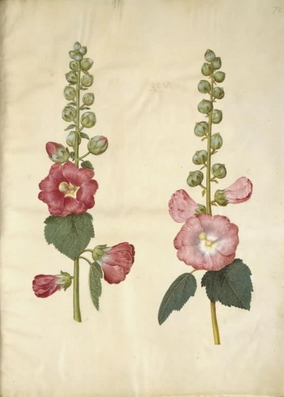 Alcea rosea (mleczna stokroza) autorstwa Hans Simon Holtzbecker