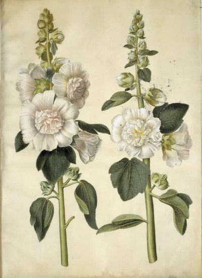 Alcea rosea (mleczna stokroza) autorstwa Hans Simon Holtzbecker