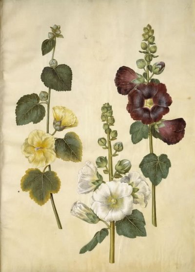 Alcea rosea (miąższ stokroza) autorstwa Hans Simon Holtzbecker