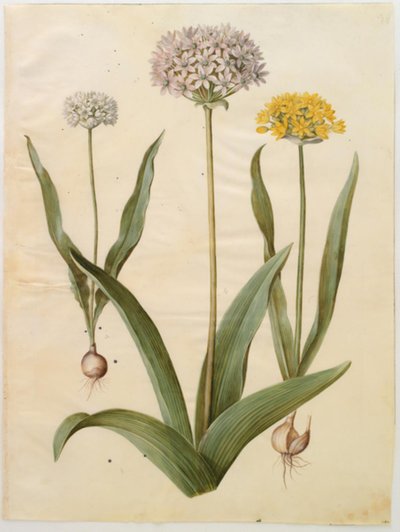 Allium moly (cebula złota); Allium nigrum (czarna cebula) autorstwa Hans Simon Holtzbecker