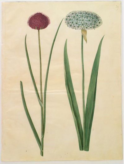 Allium sphaerocephalon (cebula śródziemnomorska); Allium nigrum (czarna cebula) autorstwa Hans Simon Holtzbecker