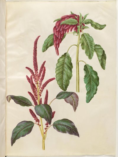 Krwawy amarant (czerwony amarant); Amarantus ogoniasty (revehale-amarant) autorstwa Hans Simon Holtzbecker