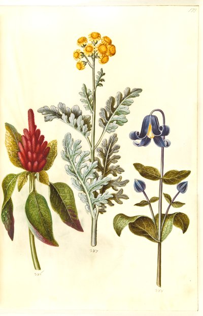 Krwawy amarant (czerwony amarant); Jacobea maritima (gråblad); Clematis integrifolia (blå staudeklematis) autorstwa Hans Simon Holtzbecker