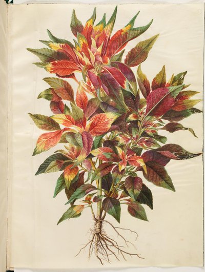 Amaranthus tricolor (papuga amarantus) autorstwa Hans Simon Holtzbecker