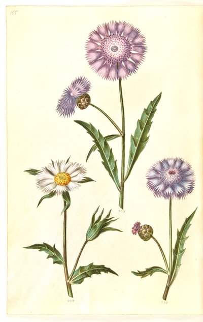 Amberboa moschata (zapach sułtan) autorstwa Hans Simon Holtzbecker