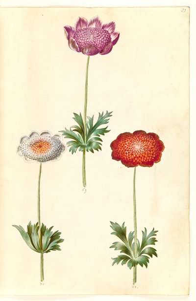 Anemon coronaria (franski zawilec) autorstwa Hans Simon Holtzbecker
