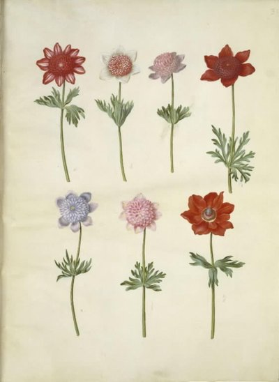 Anemon coronaria (franski zawilec) autorstwa Hans Simon Holtzbecker