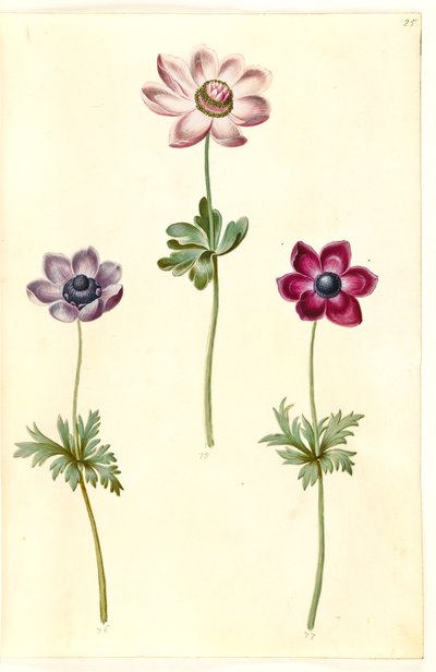 Anemon coronaria (franski zawilec) autorstwa Hans Simon Holtzbecker