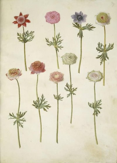 Anemon coronaria (franski zawilec) autorstwa Hans Simon Holtzbecker