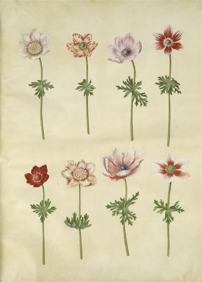 Anemon coronaria (franski zawilec) autorstwa Hans Simon Holtzbecker