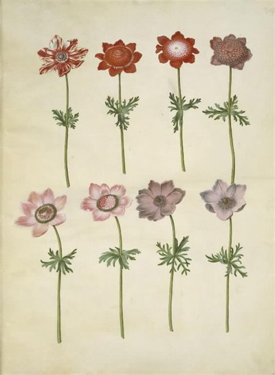 Anemon coronaria (franski zawilec) autorstwa Hans Simon Holtzbecker