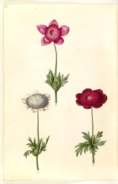 Anemon coronaria (franski zawilec) autorstwa Hans Simon Holtzbecker