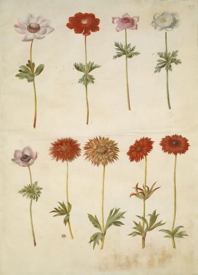 Anemon coronaria (francuski anemon); Zawilec ×fulgens (błyszczący zawilec) autorstwa Hans Simon Holtzbecker