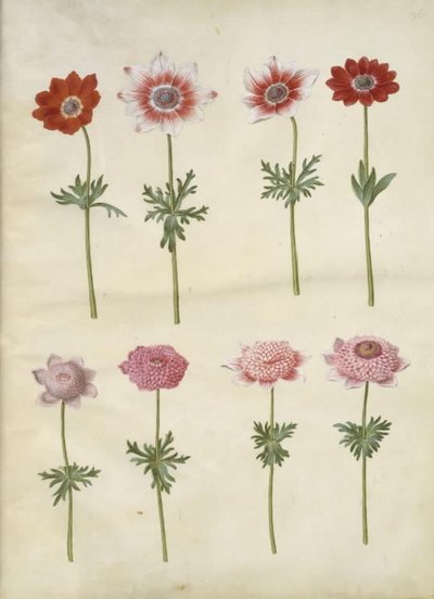 Anemone coronaria L. (ukwiał francuski); Anemon pavonina (zawilec paw) autorstwa Hans Simon Holtzbecker