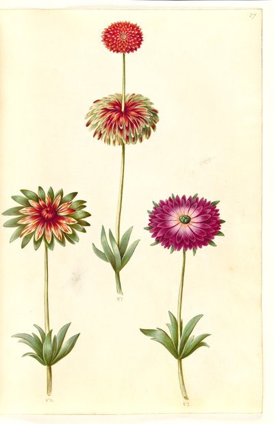 Zawilec ×fulgens (błyszczący zawilec) autorstwa Hans Simon Holtzbecker